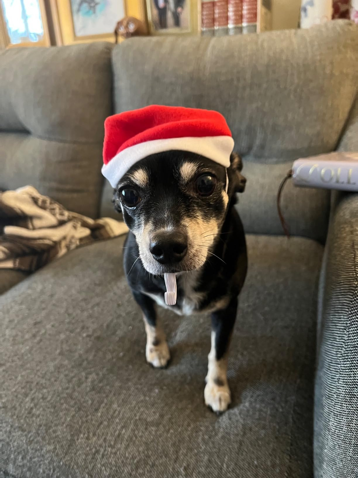 ANOTION Cat Advent Calendar 2025 – 24-Day Christmas Pet Xmas Cat Toys Countdown, Set for Indoor... | Amazon (US)