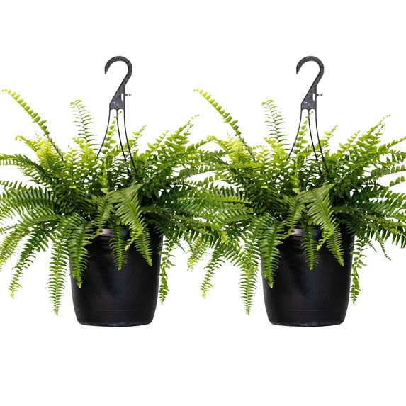 2-Pack Of Live Boston Fern Tropical Plants 20-24 in Wide in 10in Hanging Basket by United Nursery | Walmart (US)