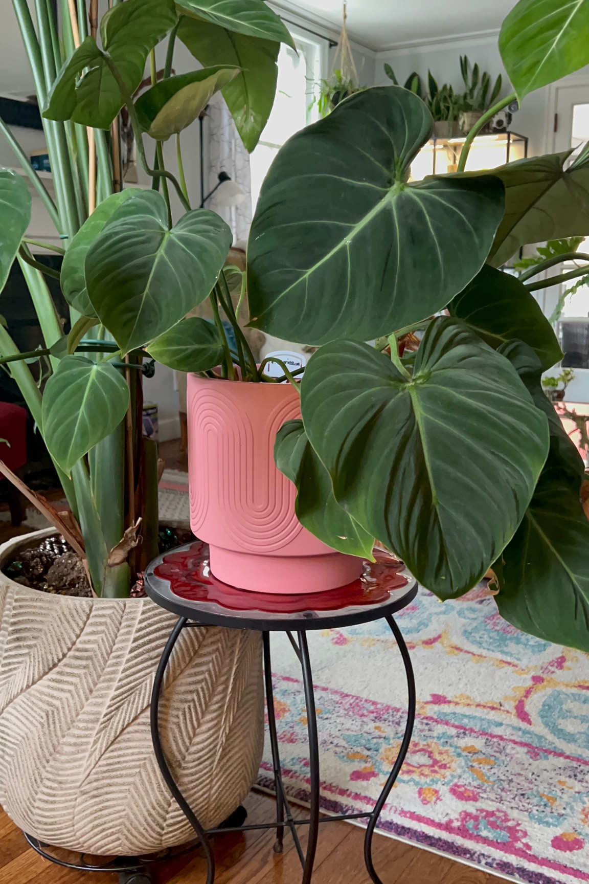 Brining houseplants into your home add beauty and life into your space! This combo of plant and planter is chefs kiss! 

#LTKhome #LTKfindsunder100 #LTKGiftGuide