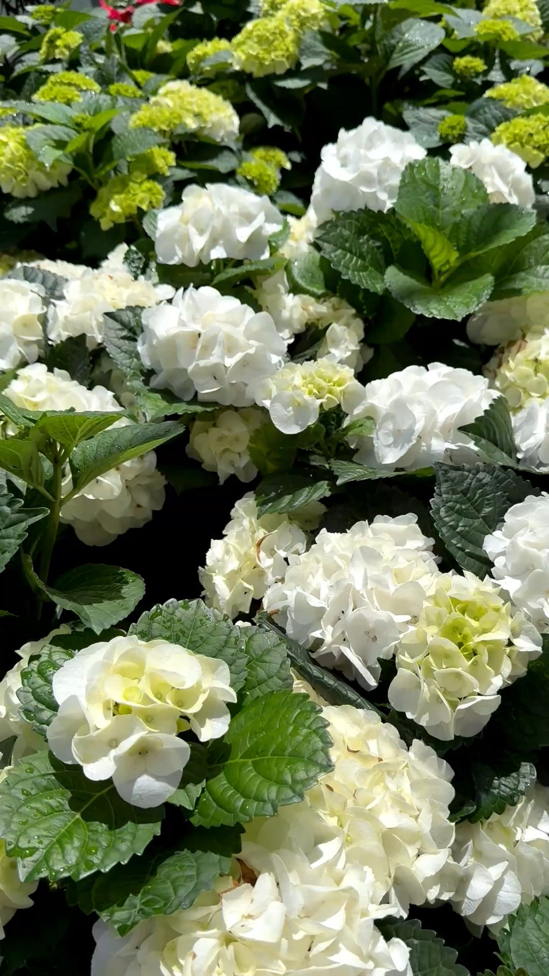 I’d love to have a whole garden of white hydrangeas. This display made me gasp. Stunning! 🤍

They’re perfect when planted in the ground or in flower pots — which is how I have all of mine since I’m in a hurricane zone and want to be able to bring them inside if necessary.

And mosaic artists, if you’re making a flower pot this season, consider a classic hydrangea to finish off your masterpiece. For mosaic tips, tutorials + inspiration please visit my YouTube channel: YouTube.com/julieweilbacher, and follow @julieweilbacher on Instagram.

#hydrangea #frontporchdecor #patiogarden #whitehydrangeas #mosaic #homedepot #lowes #containergarden #springgarden #summergarden

#LTKMothersDay #LTKSeasonal #LTKHome