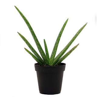 Costa Farms Aloe Vera Plant in 4 in. Pot-90408 - The Home Depot | The Home Depot