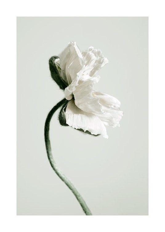 White Poppy Flower Poster | Desenio