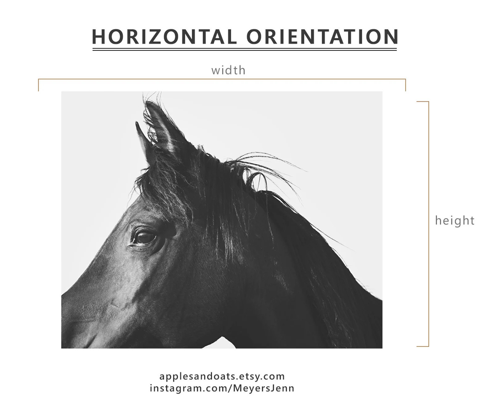 Close up Equine Photography, Physical Print in Black and White - Etsy | Etsy (US)