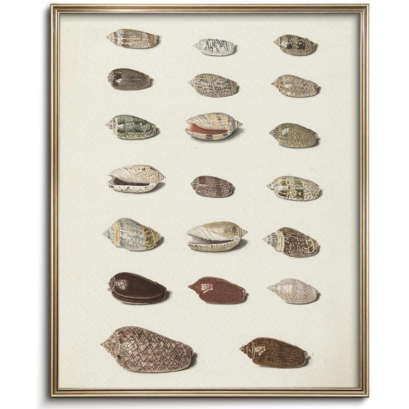 Retro Seashells Wall Art Cute Summer Art Print Vintage Larousse Illustration, Sea Life Wall Decor... | Amazon (US)