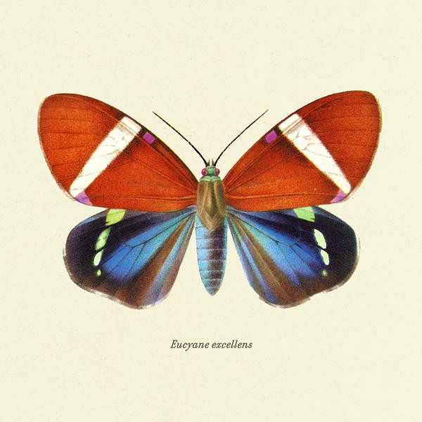 Eucyane Excellens - Moth Study | Artfully Walls