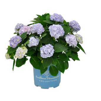 Hydrangea Endless Summer Flowering Shrub in 1 -Gallon Pot 1.0 -Pack with Blue Blooms | Lowe's