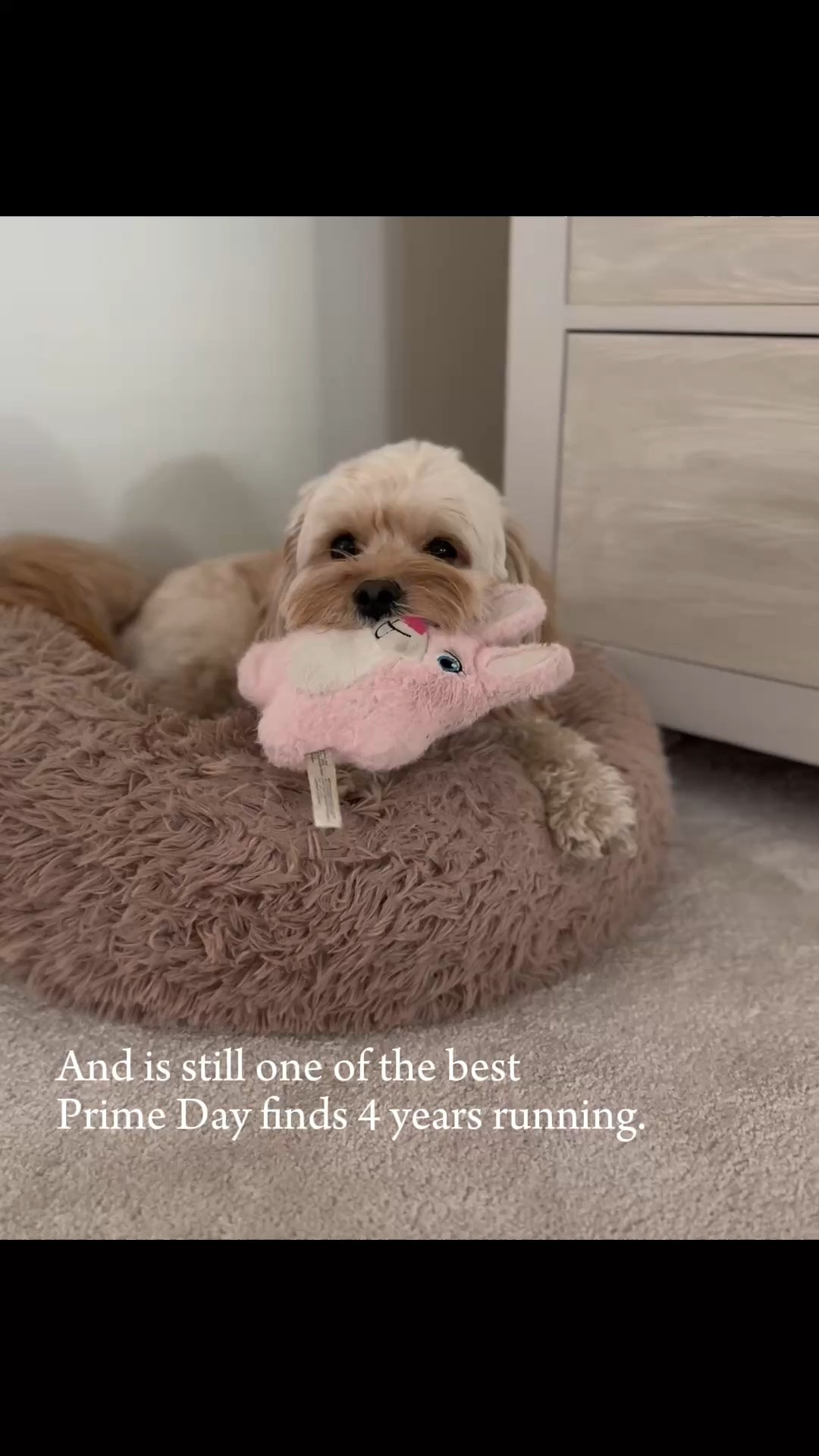 Favorite prime day pet find! 🐾

#LTKHome #LTKSaleAlert #LTKdayinmylife