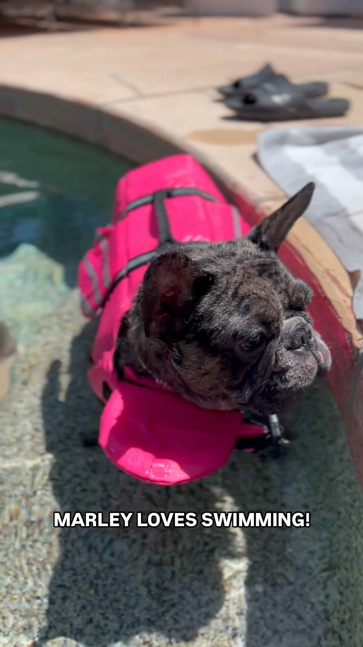 french bulldog | swimming | amazon

#LTKHome #LTKSwim