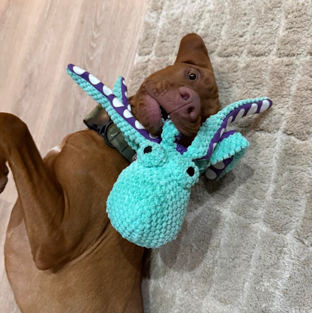 This goof ball, Hank is loving his octopus he got from Santa!

Large dog toys  squeaky toys  dogs  pets 

#LTKmomlife #LTKdayinmylife #LTKSeasonal