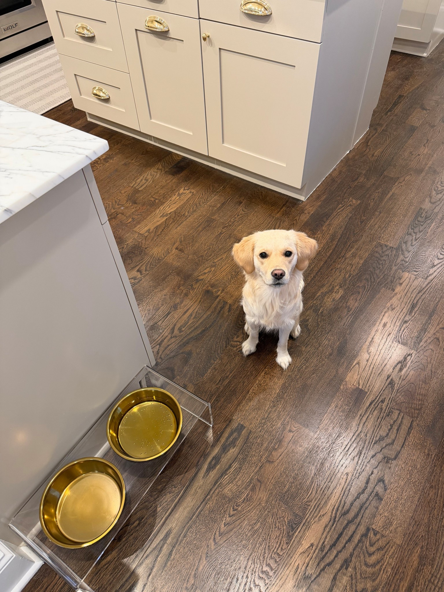 Last minute gift for the dog parent!

#LTKGiftGuide #LTKHoliday #LTKHome