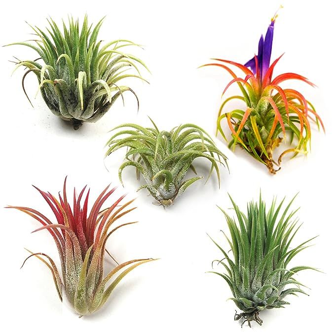 Air Plants - Ionantha Mexican - Set of 5 Air Plants - Colors Vary Throughout The Year - Fast Ship... | Amazon (US)