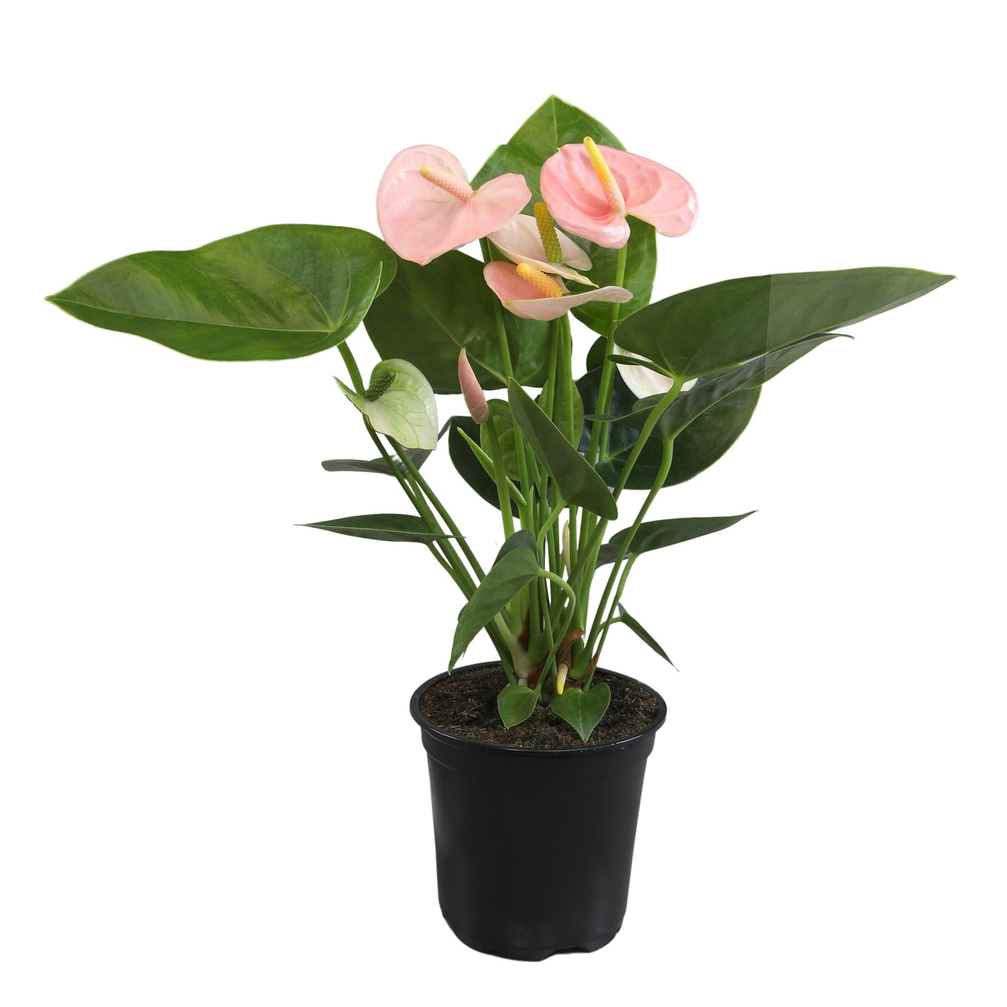 Planta viva de anturio rosa (aprox. 13-16 pulgadas de alto), flores reales, plantas de interior ... | Amazon (US)