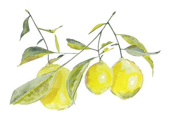 Sarah's Lemon Trio, Original Watercolor Printed Reproduction | Etsy (US)