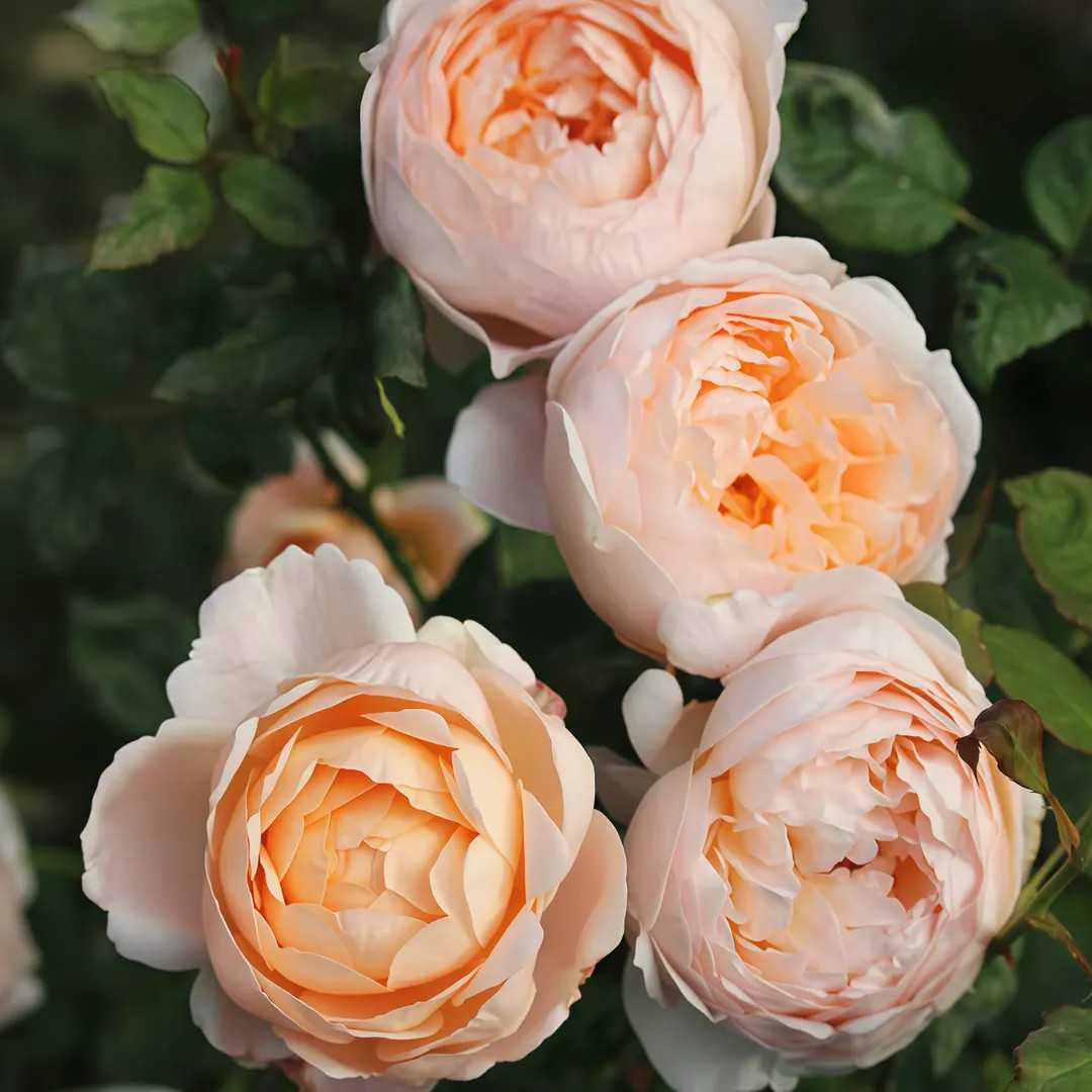 Auswonder. Pretty rose. Own root. | Etsy (US)