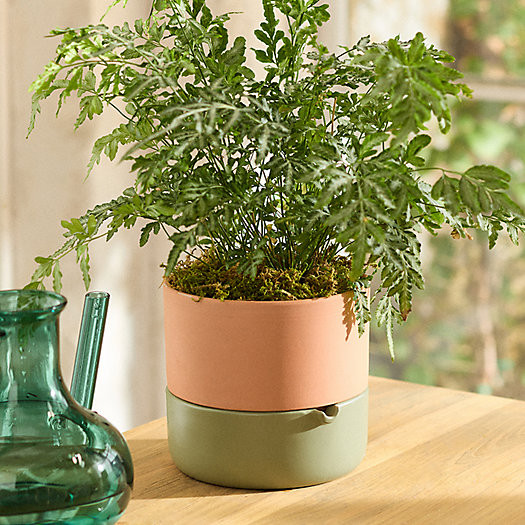 Self-Watering Earthenware Planter | Terrain