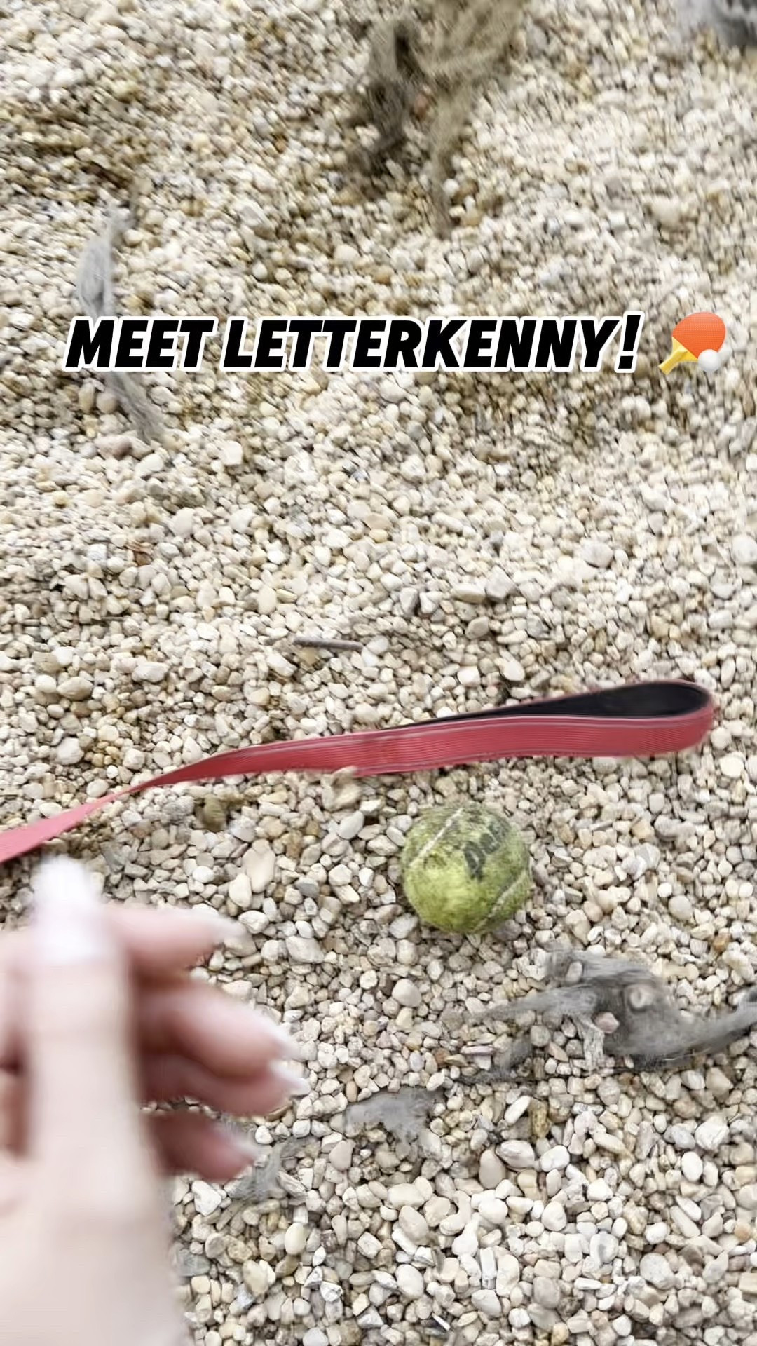 Meet Letterkenny! 🏸

This 9 month old lab mix is a fetch machine with a heart full of love and paws ready for adventure. He’s looking for a forever home 🏡 Could it be yours? 

#LTKPets