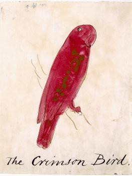 The Crimson Bird, from Sixteen Drawings of Comic Birds | Art.com