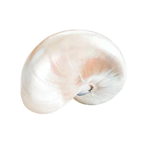 Pearlized Nautilus Shell | Cailini Coastal