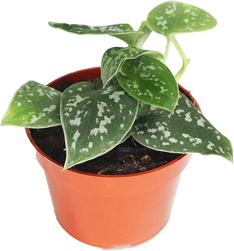 Satin Pothos - 4'' from California Tropicals | Amazon (US)