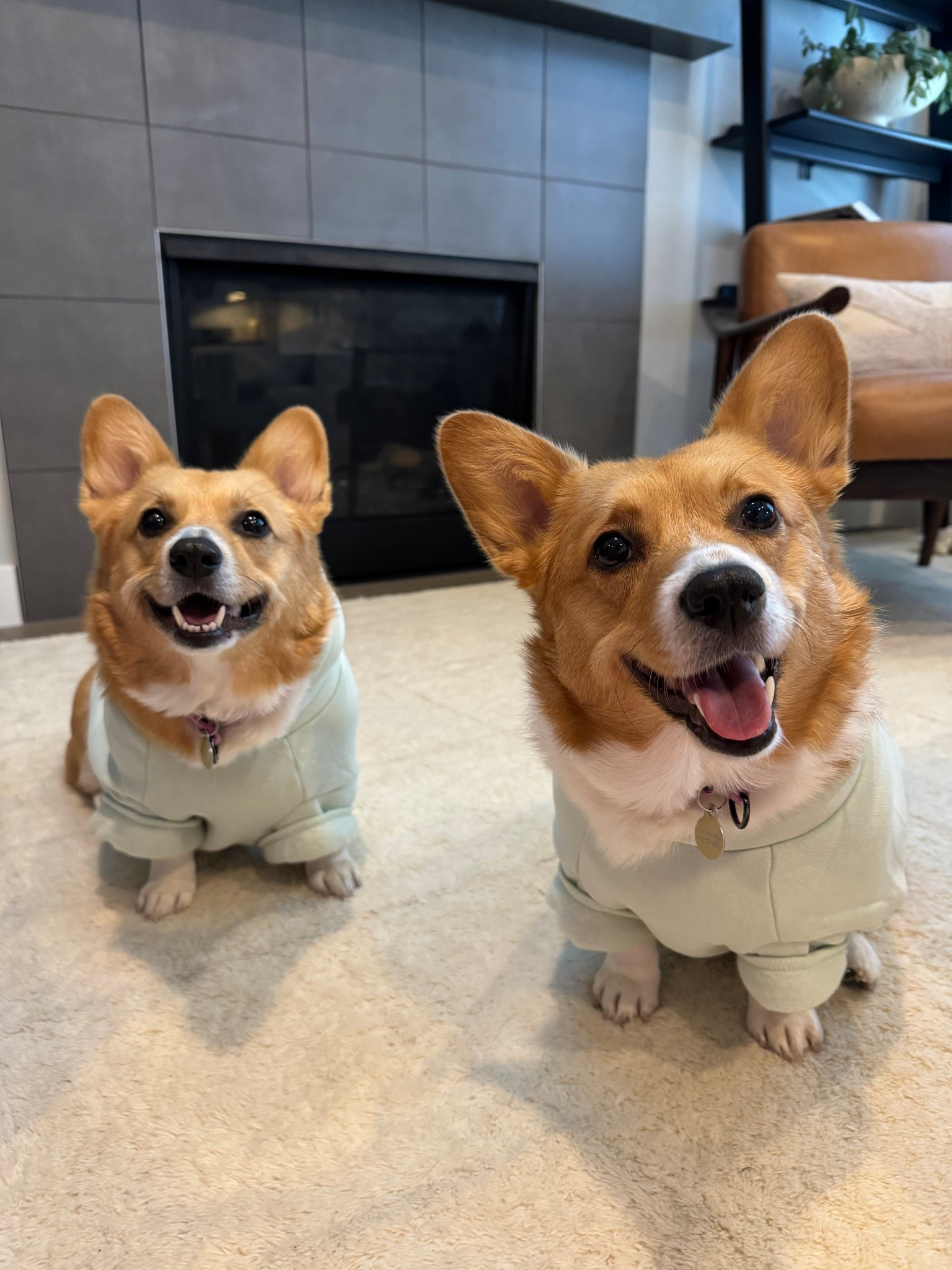 This one’s for the girls! Can’t believe Mika (right) and Mila (left) are 4! I think I was always meant to be their momma, cuz these girls love kisses, cuddles and dressing up! Oh and lots of treats! 🤣 Their long corgi body’s and petite legs are wearing size XL in their matching hoodies. There’s also a hole opening for leash attachment. On sale for $25. 🐶🐶 #petclothing #petfinds #corgis #corgistuff #corgismiles #petoutfits

#LTKPets #LTKHome #LTKSummerEdit