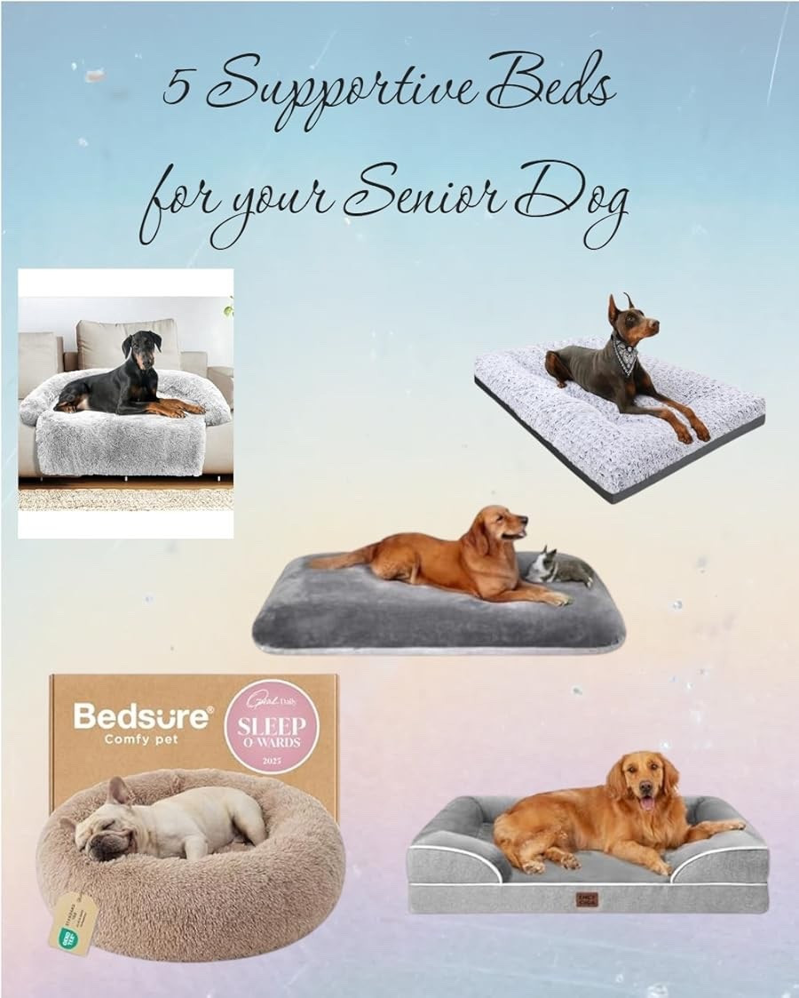 Your dog deserves to be comfortable too! #seniordog #petmom #dogmom