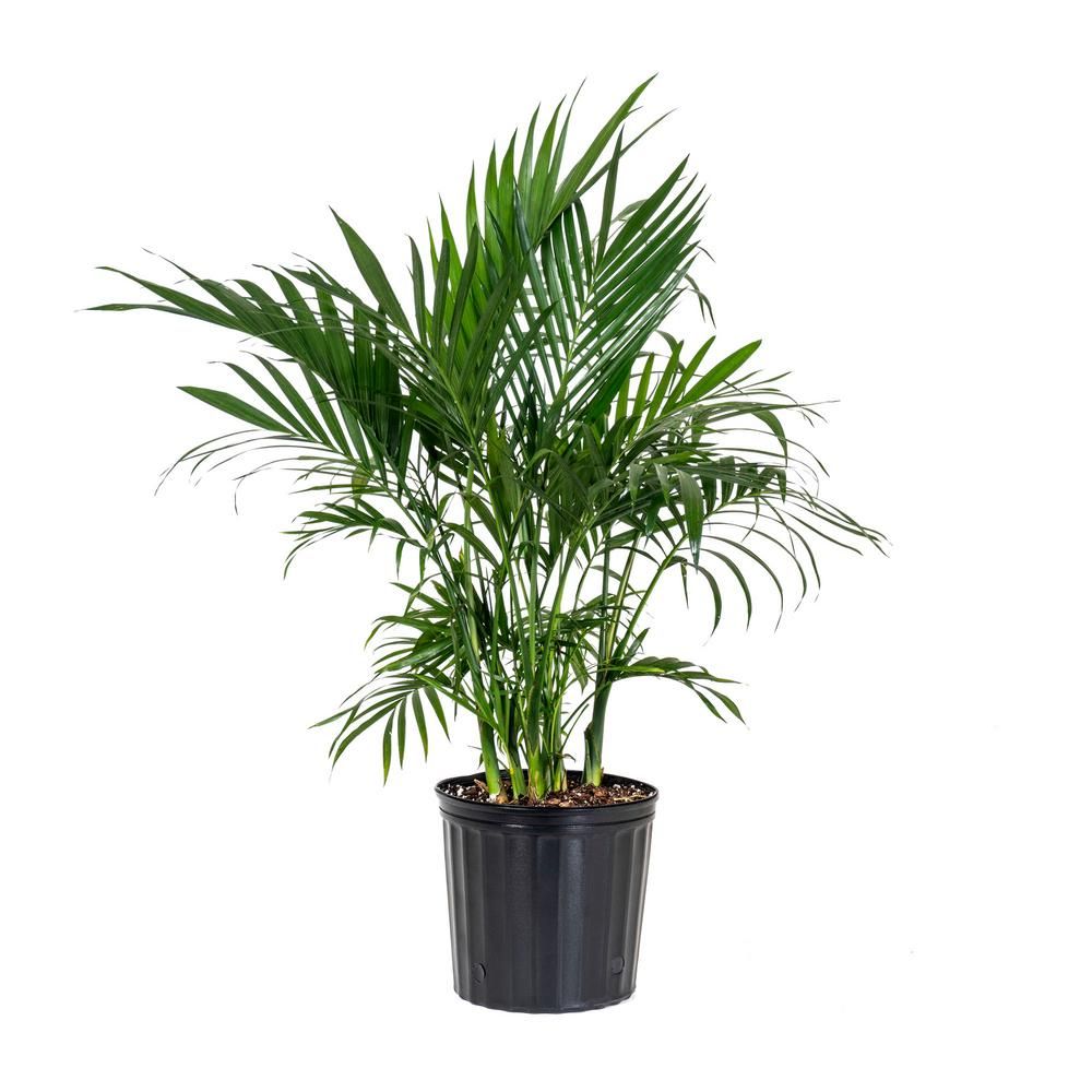 United Nursery Cat Palm Plant in 9.25 in. Grower Pot | The Home Depot