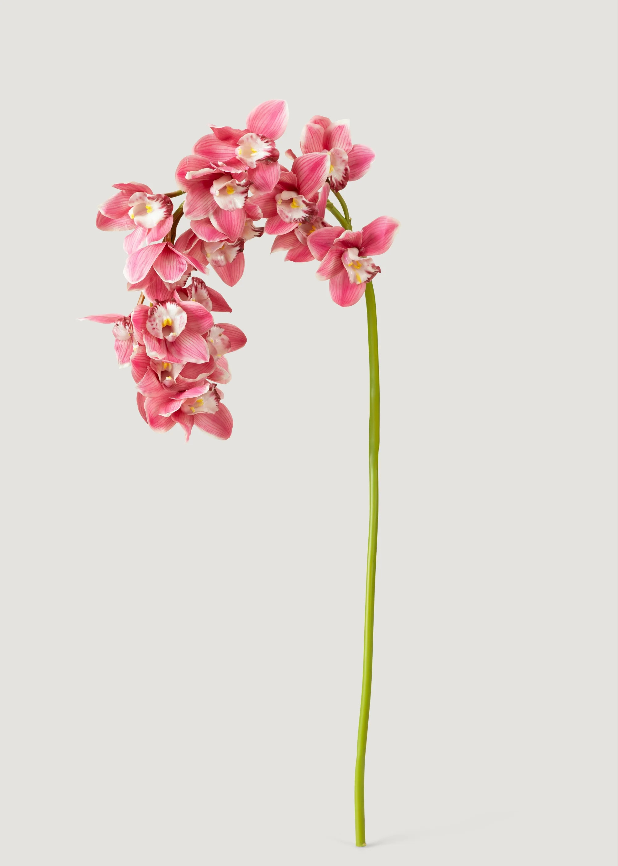 Real Touch Cymbidium Orchid in Pink | Faux Blooming Flowers | Afloral | Afloral