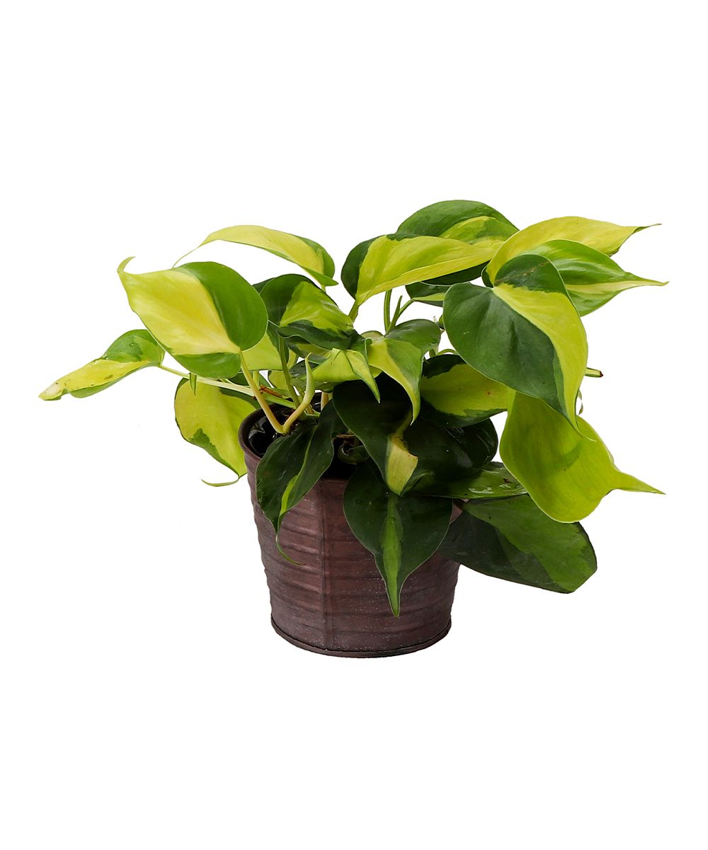 Thorsen's Greenhouse Indoor Pre-Planted Plants soft - Live Brazil Philodendron Plant & Pot | Zulily