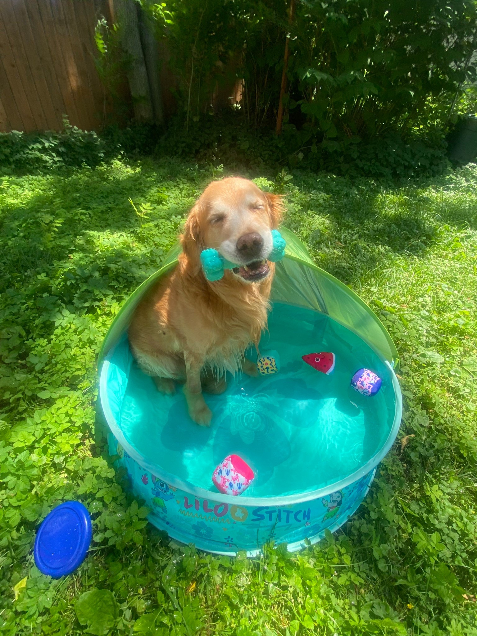 Cutest puppy pool! Linking water toys also. 

#LTKFamily #LTKPets #LTKTravel