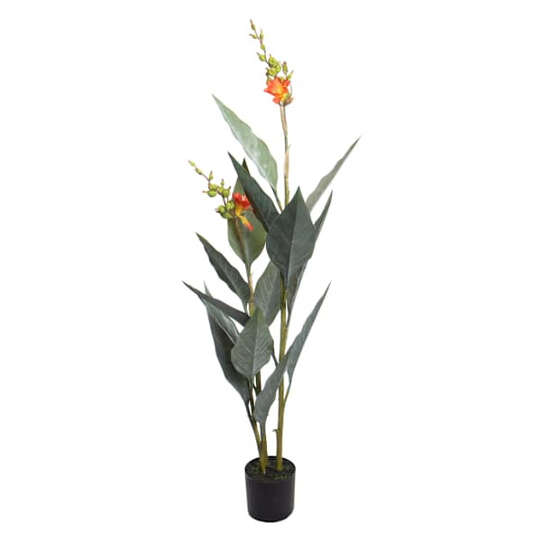 Canna Plant in Plastic Pot, 45" | At Home