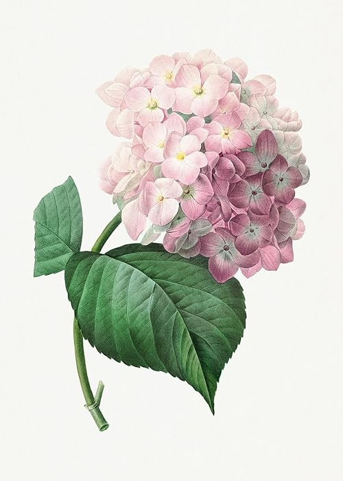 Eurisko Studios Botanical Plant Print - Hydrangea by Pierre Joseph Redoute Art Print | Amazon (US)