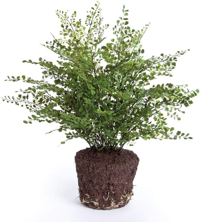 Maiden Hair Fern Drop-In Flowering Plant, 23-Inch | Amazon (US)