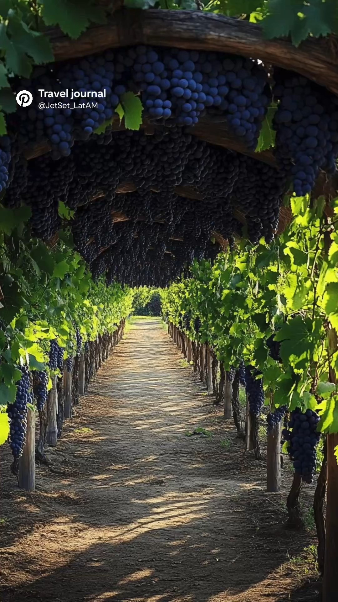 Vineyard Dreams Beneath the Andes