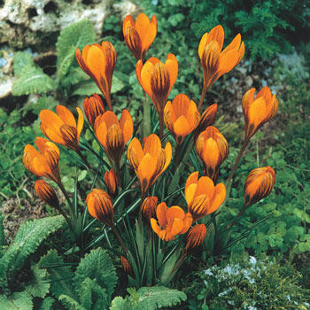 Orange Monarch Snow Crocus | Breck's | Brecks