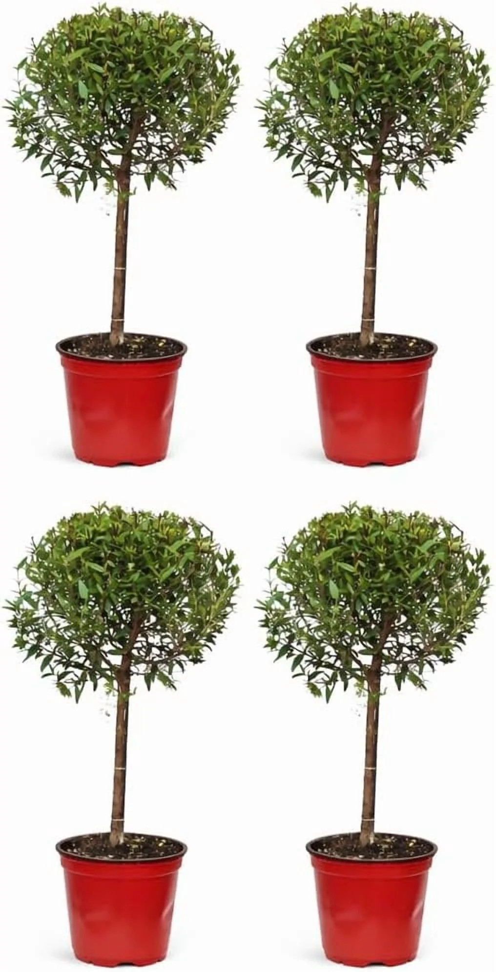 4 Pack Myrtle Live Plant Bundle in 4 Inch Pots, Myrtus Communis Indoor or Outdoor Houseplants for... | Walmart (US)