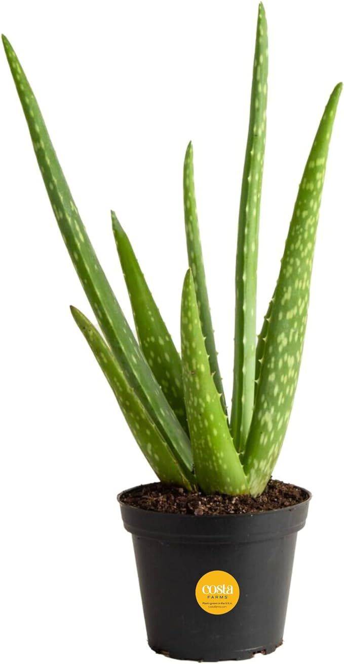 Costa Farms Aloe Vera Plant, Live Succulent, Easy Care Indoor Houseplant in Grower Pot, Room Air ... | Amazon (US)