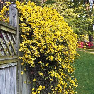 Spring Hill Nurseries 2 in. Pot Carolina Jessamine Gelesemium Vine Live Potted Plant with Yellow ... | The Home Depot