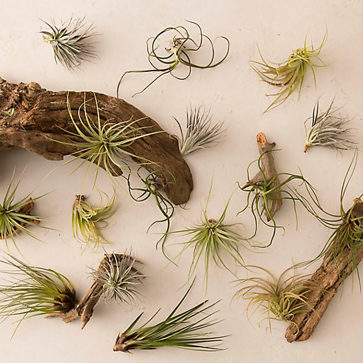 Tillandsia Collection, Medium | Terrain