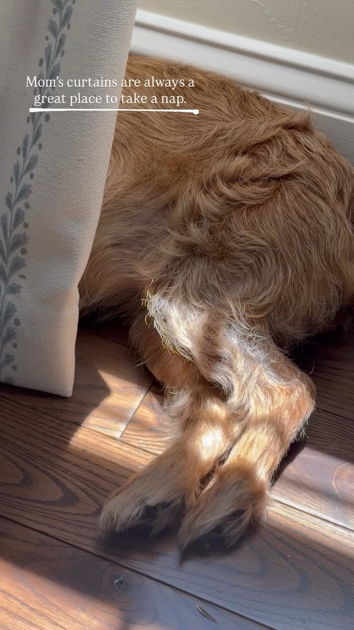 Mom’s curtains are always a great place to take a nap.