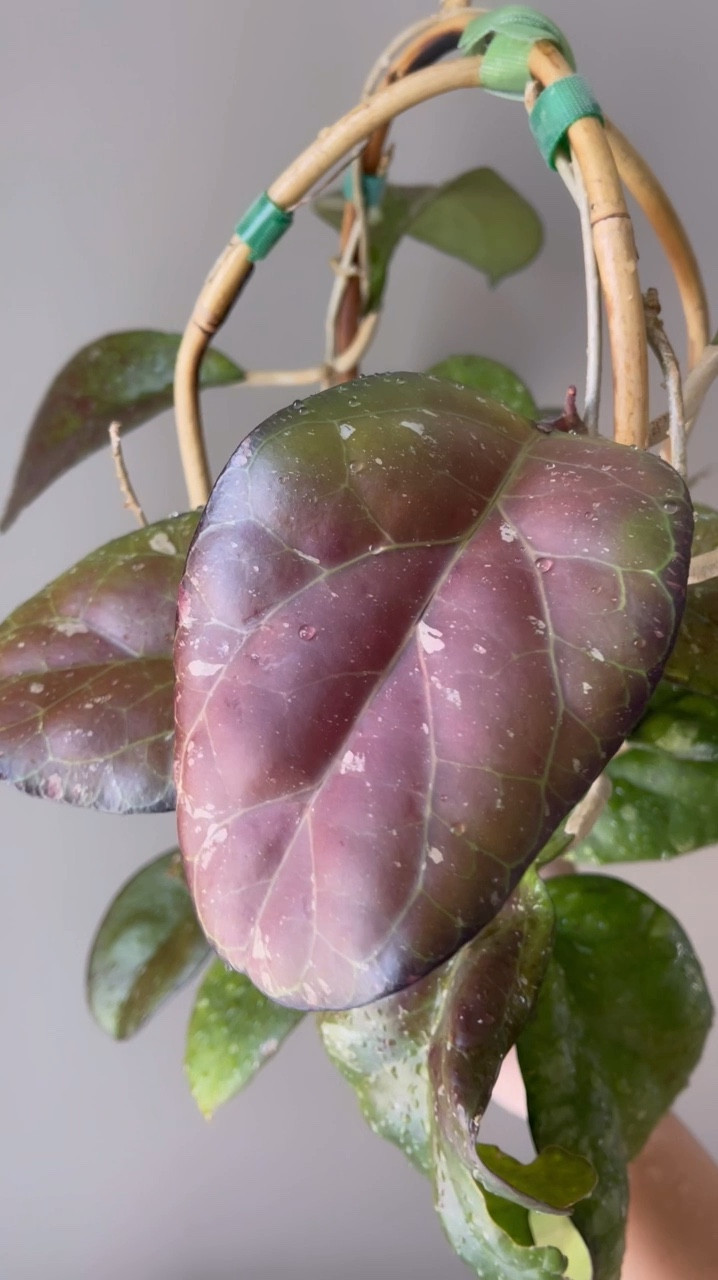 I got this beast within 1 inch of my grow lights and the leaves closest to the lights are putting on a show of colors! 

Liz’s personal care experience only…every environment is different:
🪴Name: #hoyanoelle #hoyacvnoelle 
🪴Light: close to 24w lights
🪴Water: when dry
🪴Avg Temp last 30 days: 69F
🪴Relative Humidity last 30 days: 45%
🪴Fussy: not for me
🪴Rate of growth: medium 
🪴Rareness: not commonly found in stores, but in a lot of private collections lately.
🪴Rareness: 22% of the participants in my poll in stories reported having this one 
🪴Pot size: 4”
🪴Potting Mix: a coco husks mix
🪴Fertilizer: I apply a nutrient-rich fertilizer tailored for Hoyas approximately every other watering when the plant isn’t dormant. It’s packed with essential macro and micronutrients, it’s the best I’ve found for hoyas!🪴
🪴Rooting Method: in my custom coco coir mix.
🪴Time In My Care: 2.5 years 
🌸Age until 1st bloom: it hasn’t bloomed for me yet 
🪴Would Liz recommend this one: yes because I find it to be be very beautiful!

👍follow for more & 🏷️ save for future reference 

#ilovehoyas #hoyaappreciation #hoyacollection #plantsmakemehappy #ihavethisthingwithplants #hoya #easilydistractedbyplants 

#LTKHome #LTKFindsUnder100 #LTKFindsUnder50