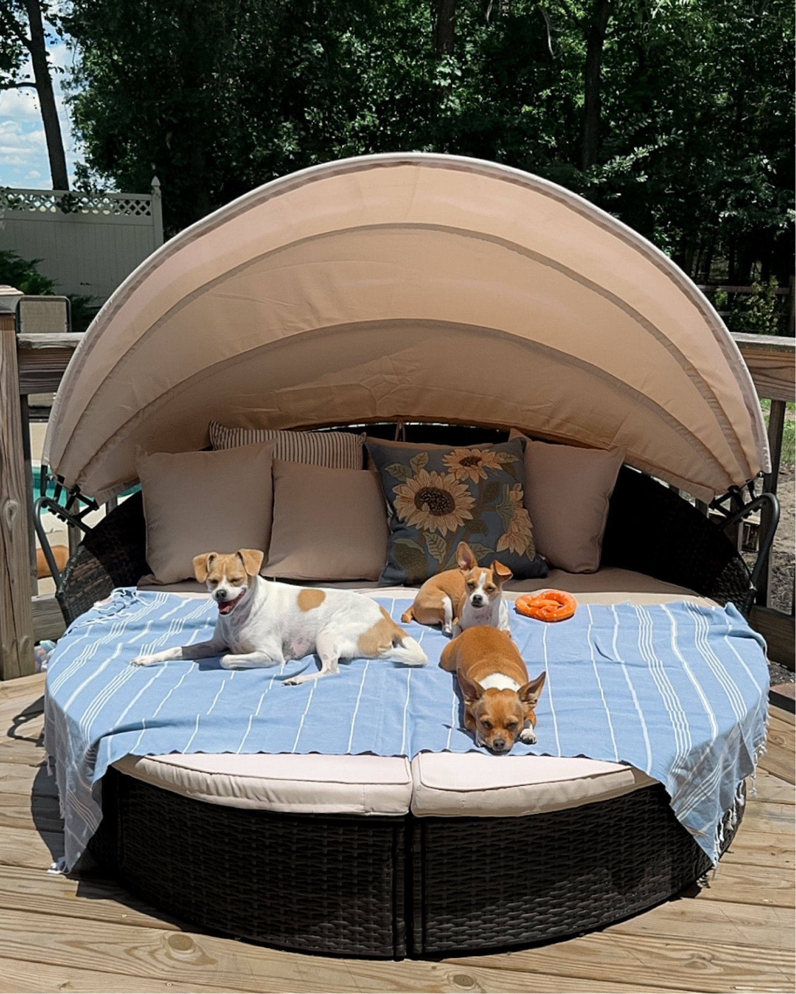 We found the coziest little set up on Amazon! Our puppies enjoy it as much as I do. 🥰🐶 

#LTKSeasonal #LTKSwim #LTKHome