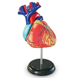 Anatomy Model - Heart | Learning Resources - (US)