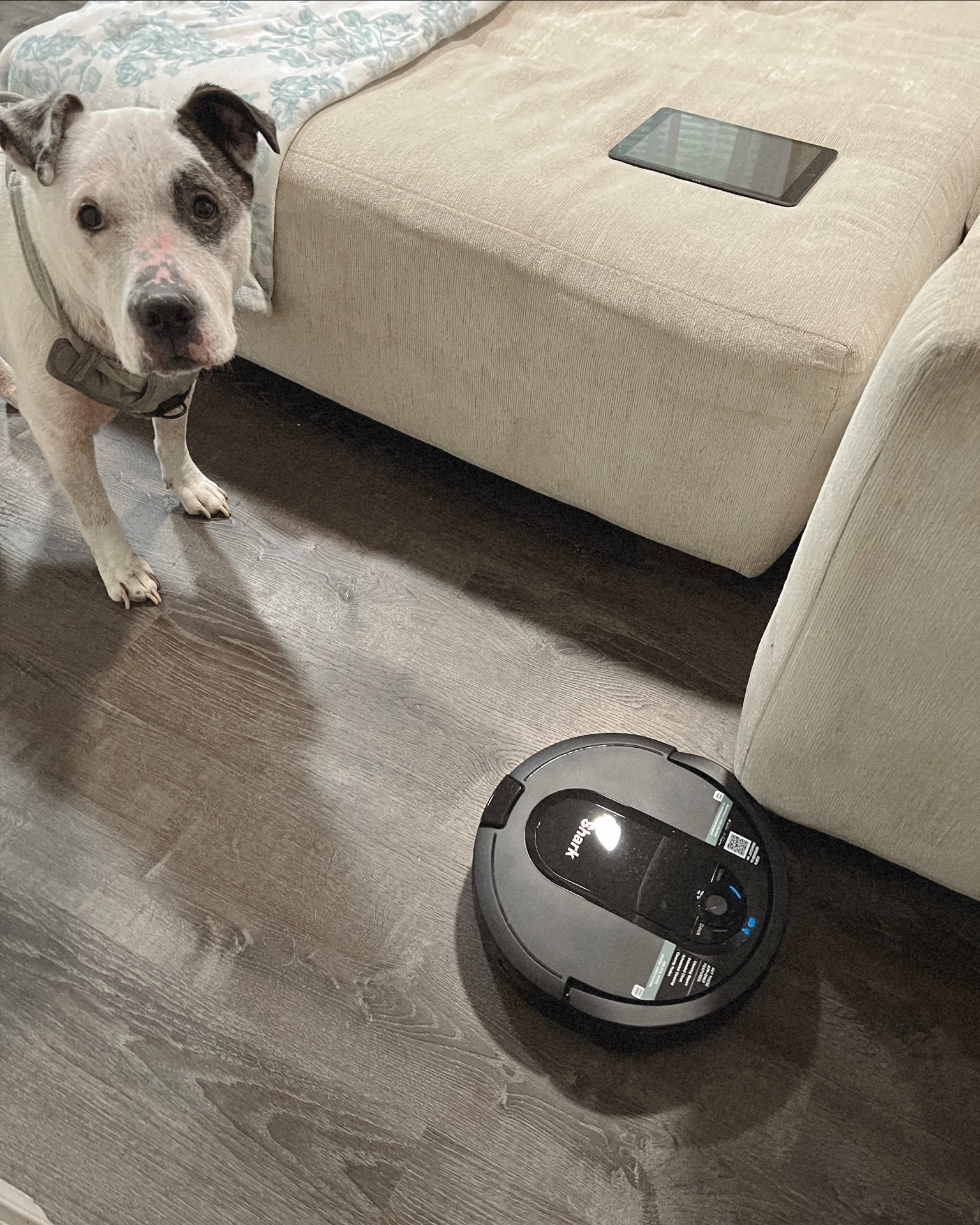 Rosie our robot. We love our shark. It recharges at its docking station, and empties itself out when full. 

Much to Jack’s disappointment, Rosie cleans the floors every day

#LTKhome #LTKSale
