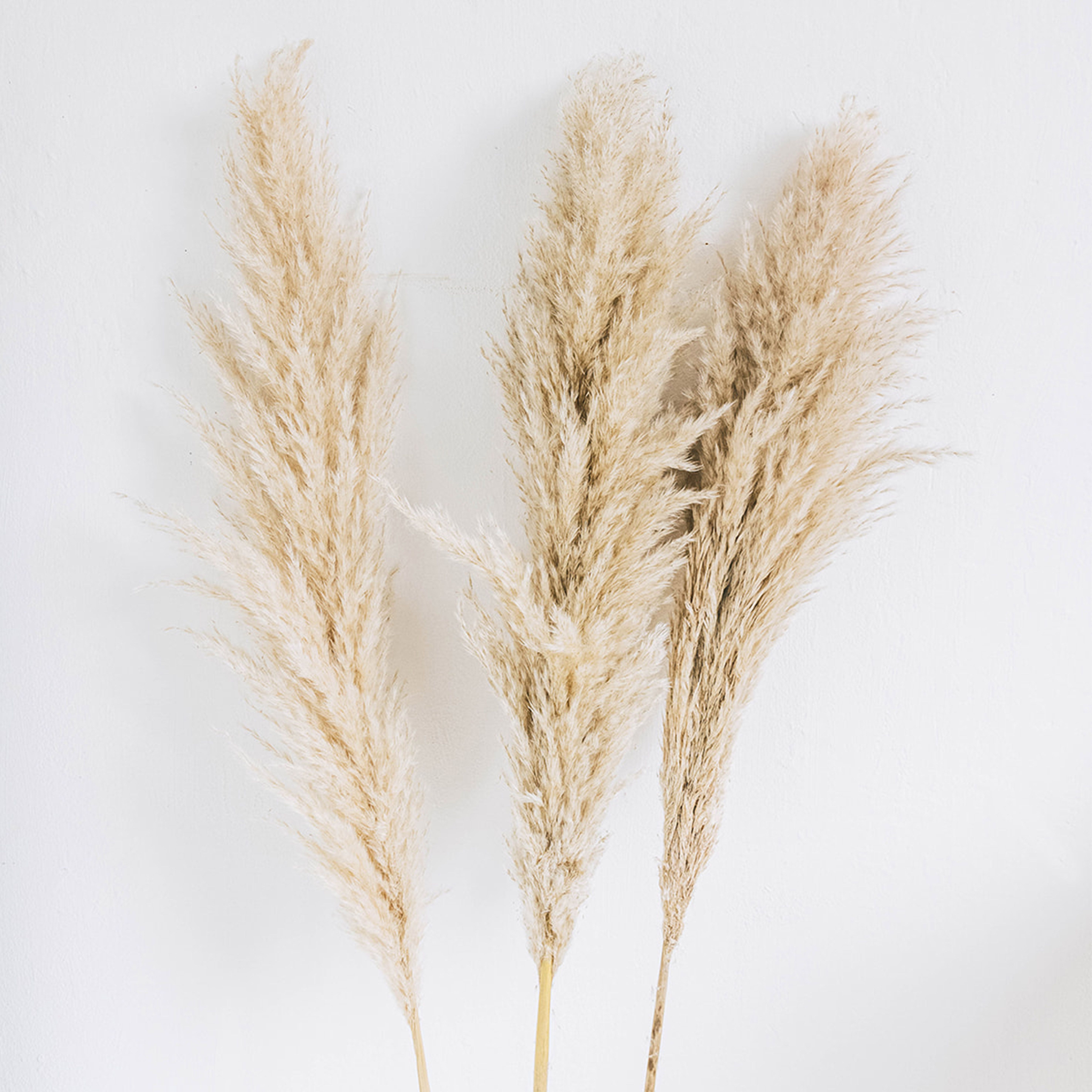 Extra Large Fluffy Natural Dried Wide Pampas Grass Bunch Tall | Trouva (Global)