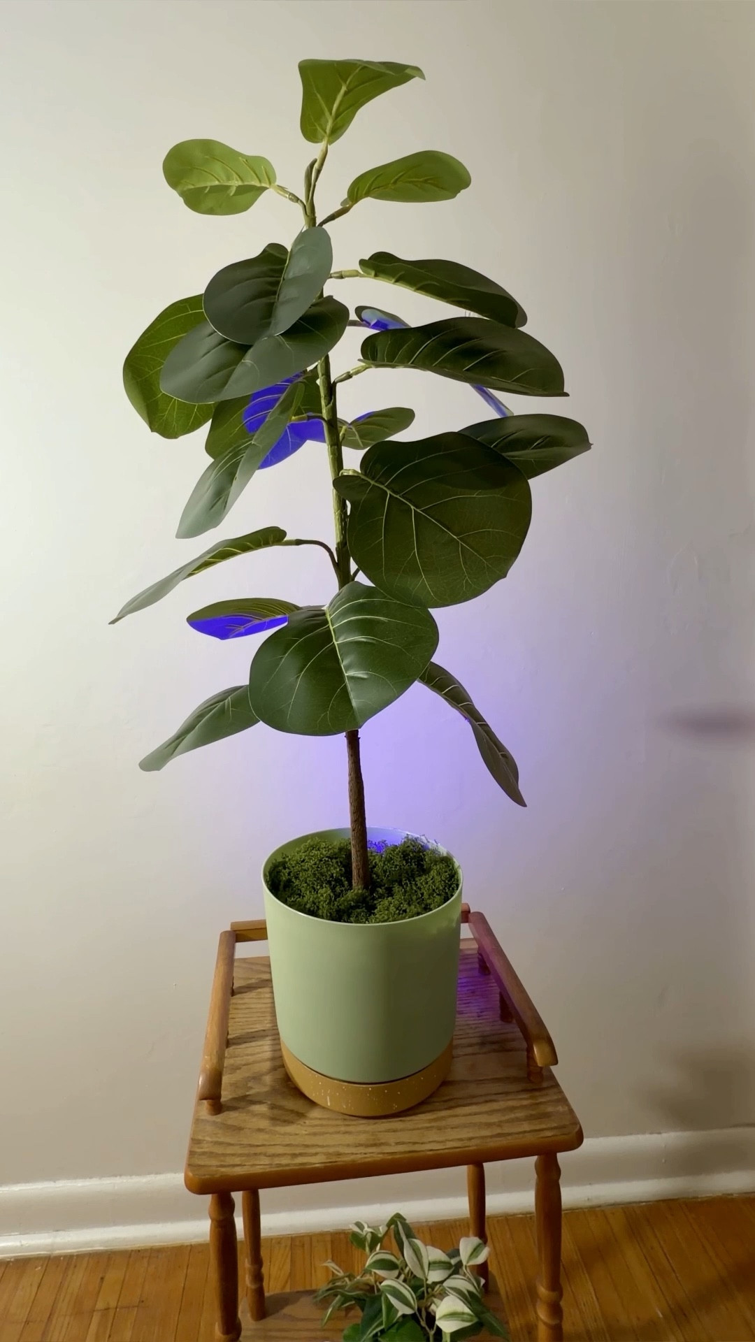 I looked all over for a bigger pot for this plant (that didn’t break the bank). I think this one fits perfectly 🍃

#LTKSaleAlert #LTKHome