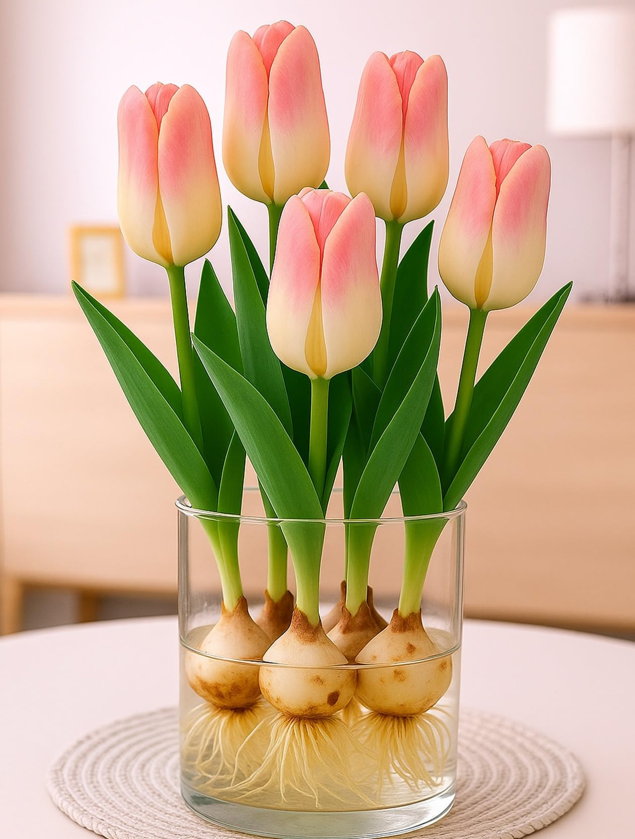 Prechilled Strawberries and Cream Tulip Bulbs to Force Indoors - Grow in Just Water Indoors Now (... | Amazon (US)