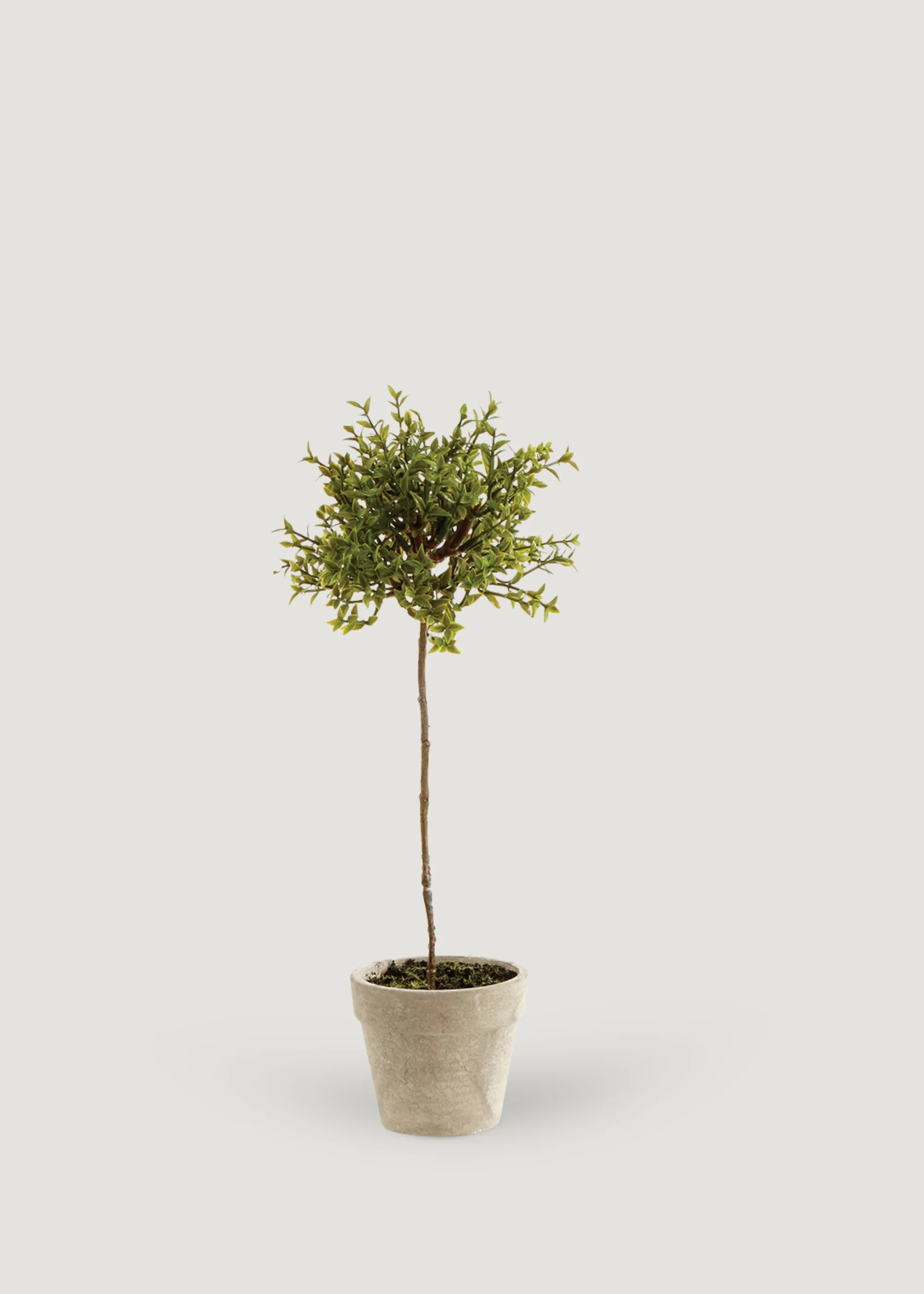 Artificial Thyme Topiary in Pot | Fake Potted Plants at Afloral | Afloral