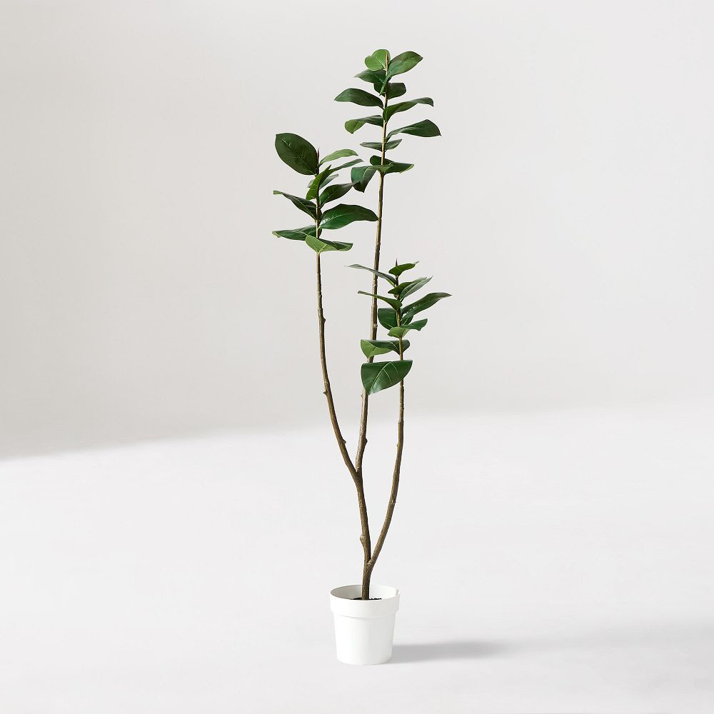 Faux Potted Young Rubber Tree | West Elm (US)