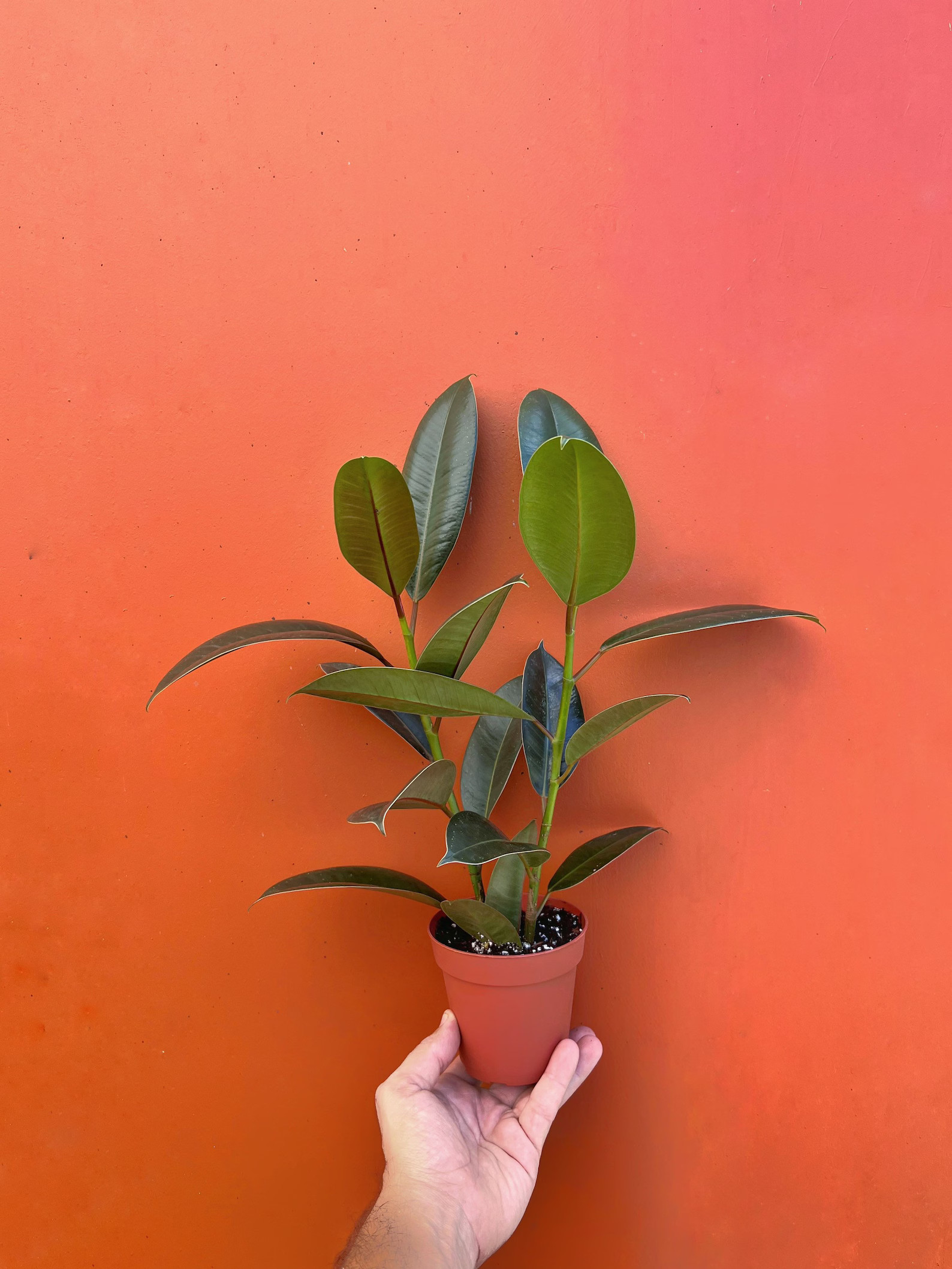 Ficus Melany Rubber Plant 4 Pot  Elastica Bush Tree  - Etsy | Etsy (US)