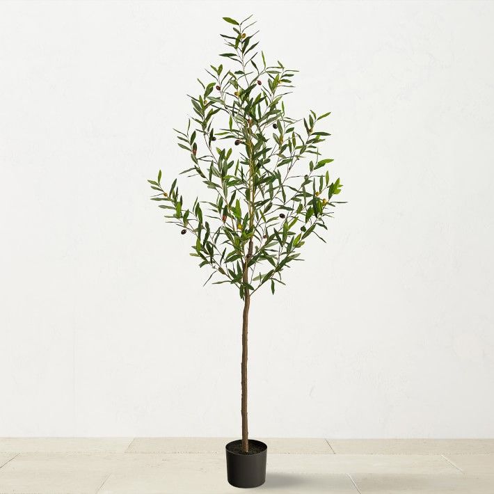 6' Faux Indoor Olive Tree | Williams-Sonoma